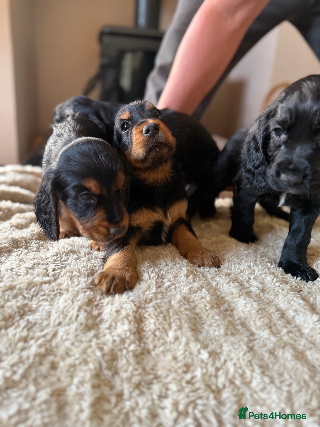 Cocker Spaniel dogs for sale: Working cocker spaniels  - Image 23