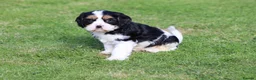 Cavachon dogs for sale: Beautiful Cavachon puppies for sale - Advert 38