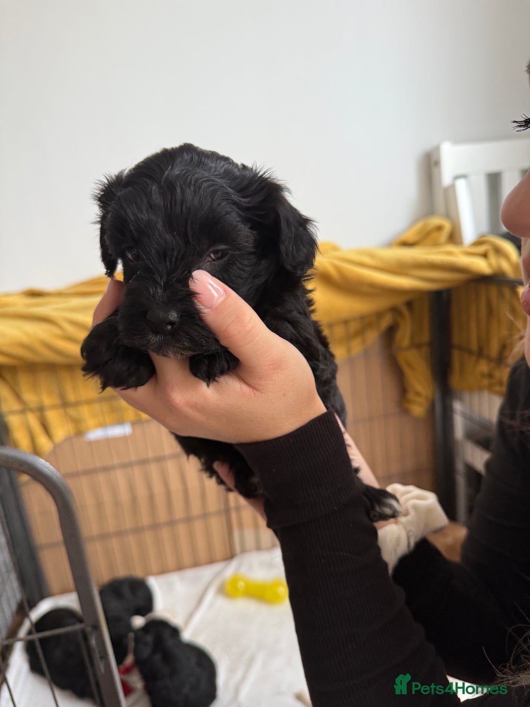 Mixed Breed dogs for sale: Beautiful havapoo’s READY TO GO 1 boy left - Advert 29