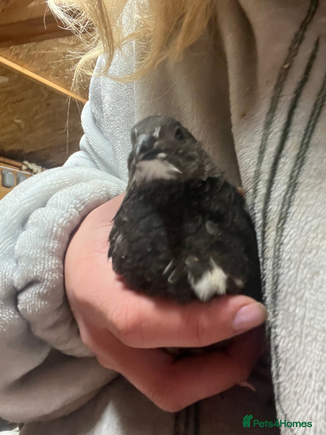 Quail poultry for sale: Japanese painted quail - Advert 3