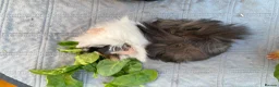 Guinea Pig rodents for sale: Bonded teddy x Abyssinian males - Advert 14