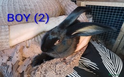 Giant Papillon rabbits for sale: Giant Papillon babies - Image 4