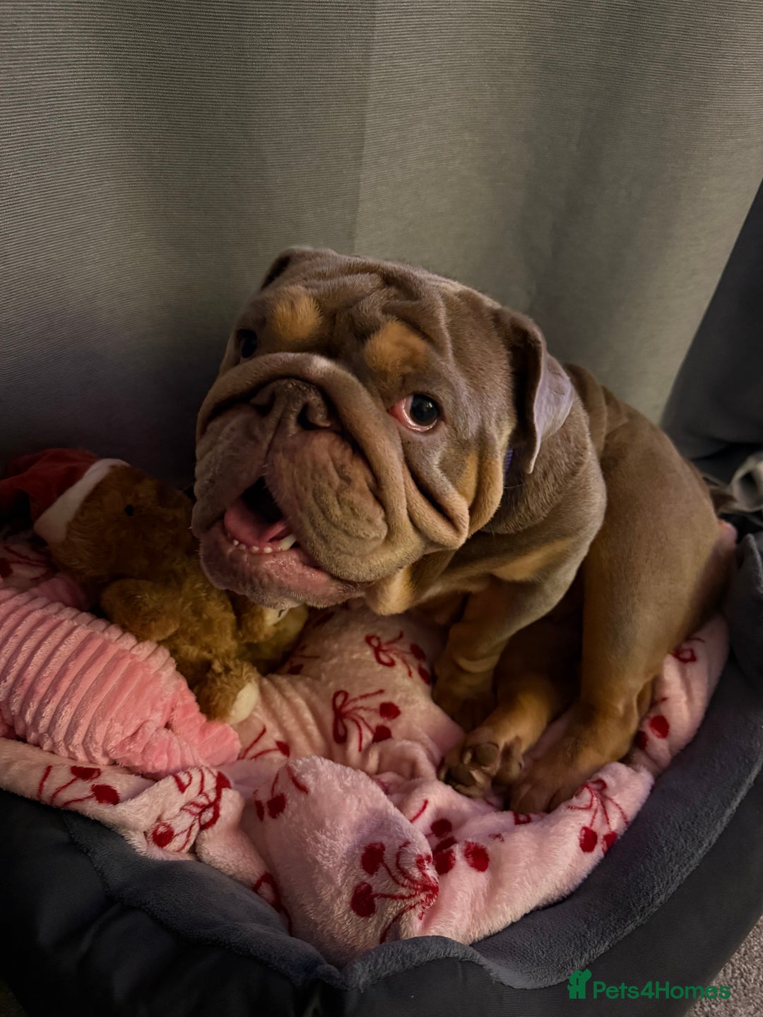 English Bulldog dogs for sale: URGENT merle english bulldog  - Advert 2