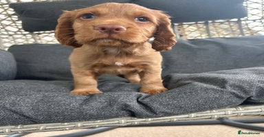 Cocker Spaniel dogs - Advert 3