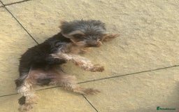 Yorkshire Terrier dogs for sale: Yorkshire terrier 1 year old  - Image 4