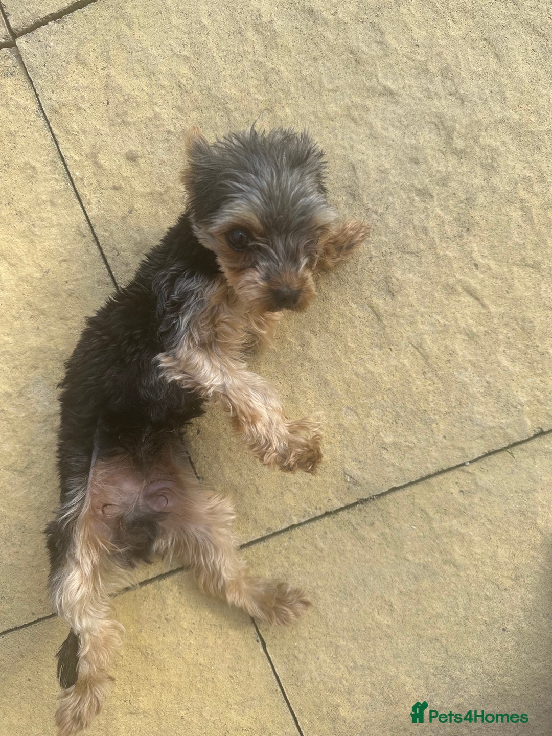 Yorkshire Terrier dogs for sale: Yorkshire terrier 1 year old  - Image 4