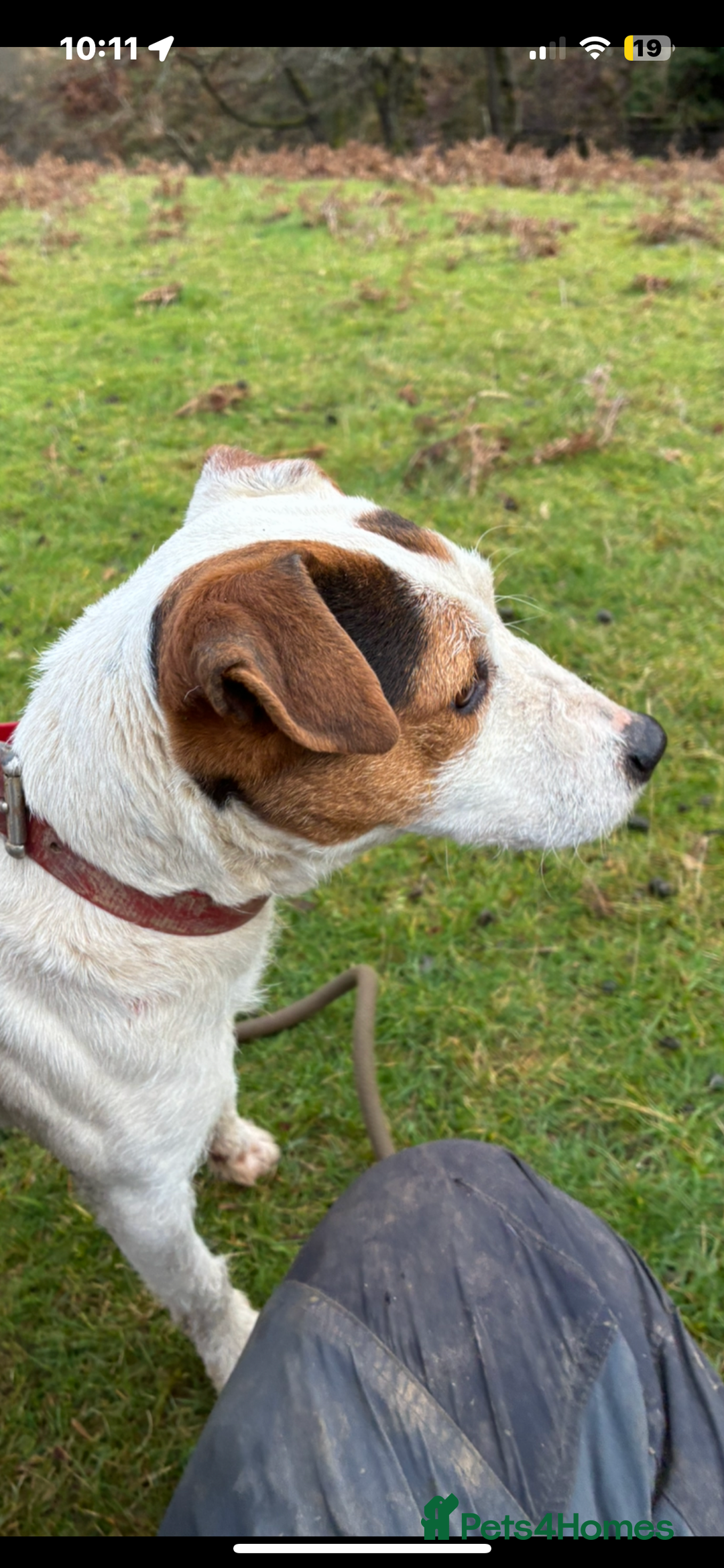 Jack Russell dogs for sale: Female jack Russel  - Advert 1