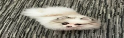 Pomeranian dogs for sale: Pomeranian Boy left Price Reduce! - Advert 8