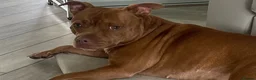 Staffordshire Bull Terrier dogs for sale: Gorgeous El in Warrington - Advert 2