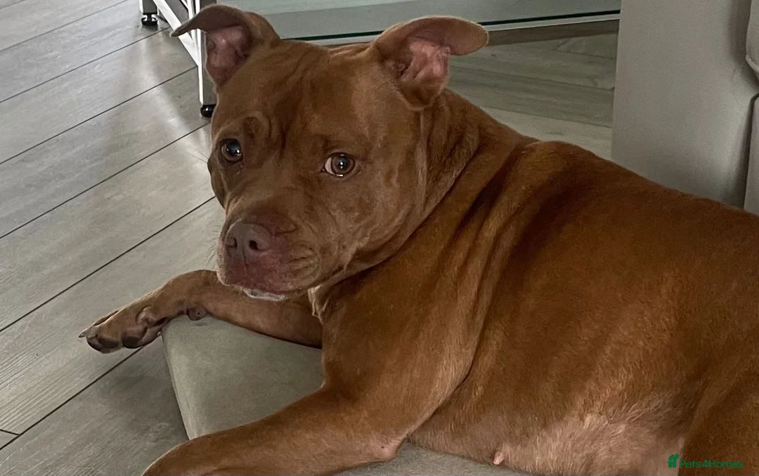 Staffordshire Bull Terrier dogs for sale: Gorgeous El in Warrington - Advert 2
