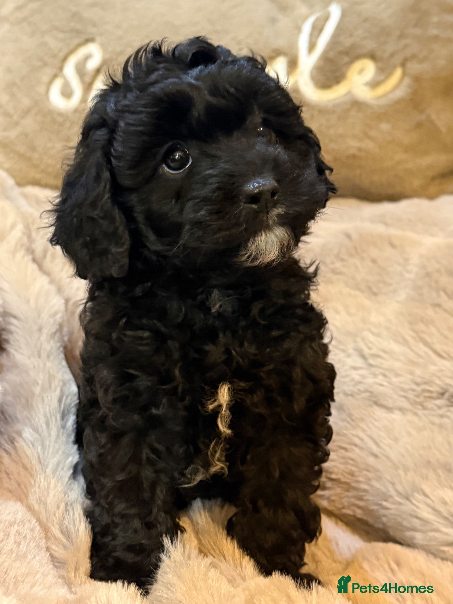 Cavapoo dogs F1 Cavapoo Black Girl - Advert 2