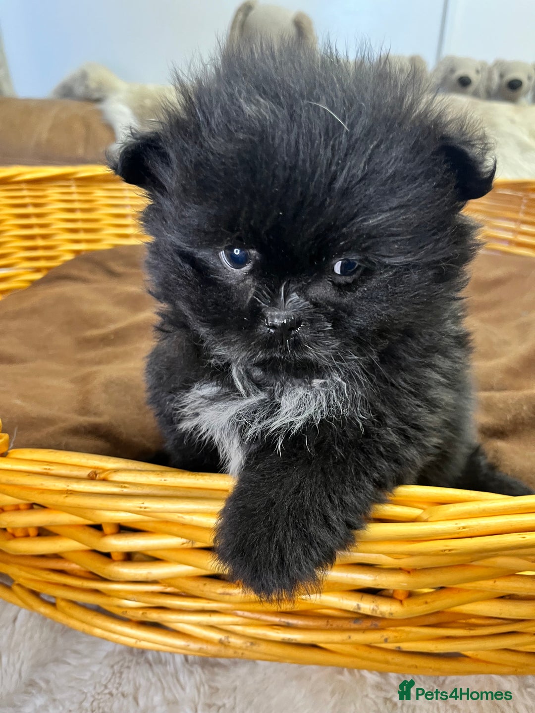 Mixed Breed dogs for sale: stunning fluffy Pomshi - Advert 7