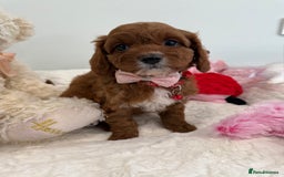 Cavapoo dogs for sale: New waitlist open. F1b Fully dna & health clear. - Image 2