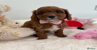 Cavapoo dogs - Advert 4