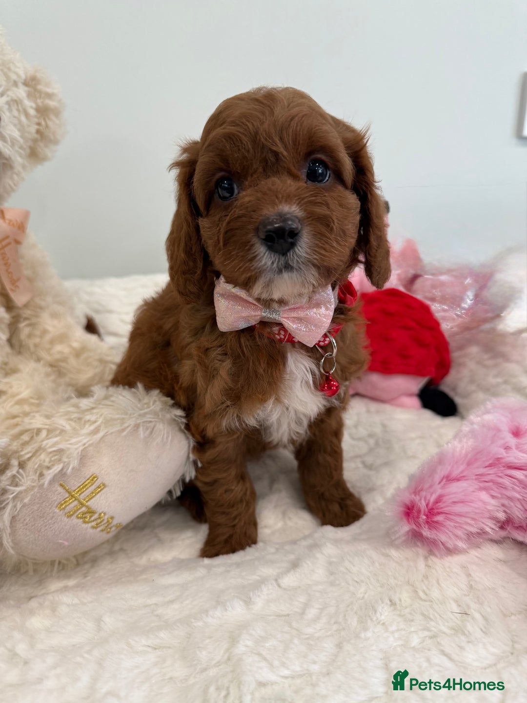 Cavapoo dogs for sale: New waitlist open. F1b Fully dna & health clear. - Image 2