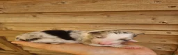 Border Collie dogs for sale: Long haired border collie puppies  - Advert 17