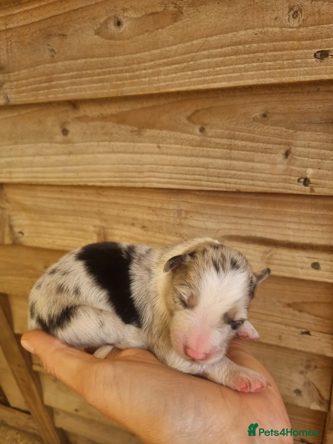 Border Collie dogs for sale: Long haired border collie puppies  - Advert 17