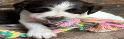 English Springer Spaniel dogs for sale: Striking Traditional English Springer Spaniel pups - Advert 10