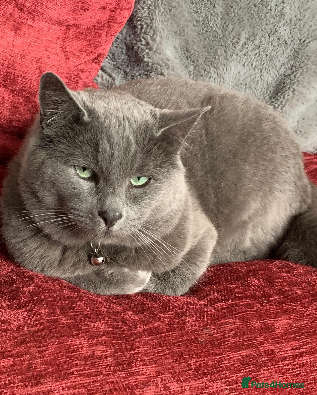 Russian Blue cats for sale: Russian Blue Kittens - Advert 21