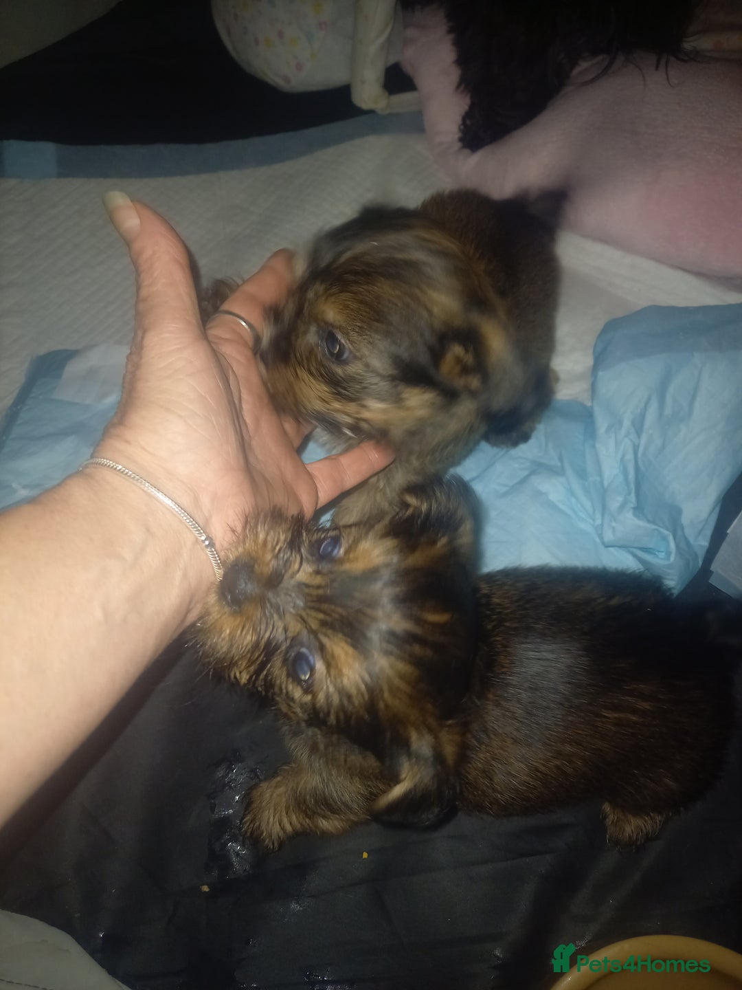 Shorkie dogs for sale: Beautiful shorkie babies  - Advert 3