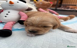 Cockapoo dogs for sale: Cockapoo puppies  - Image 1