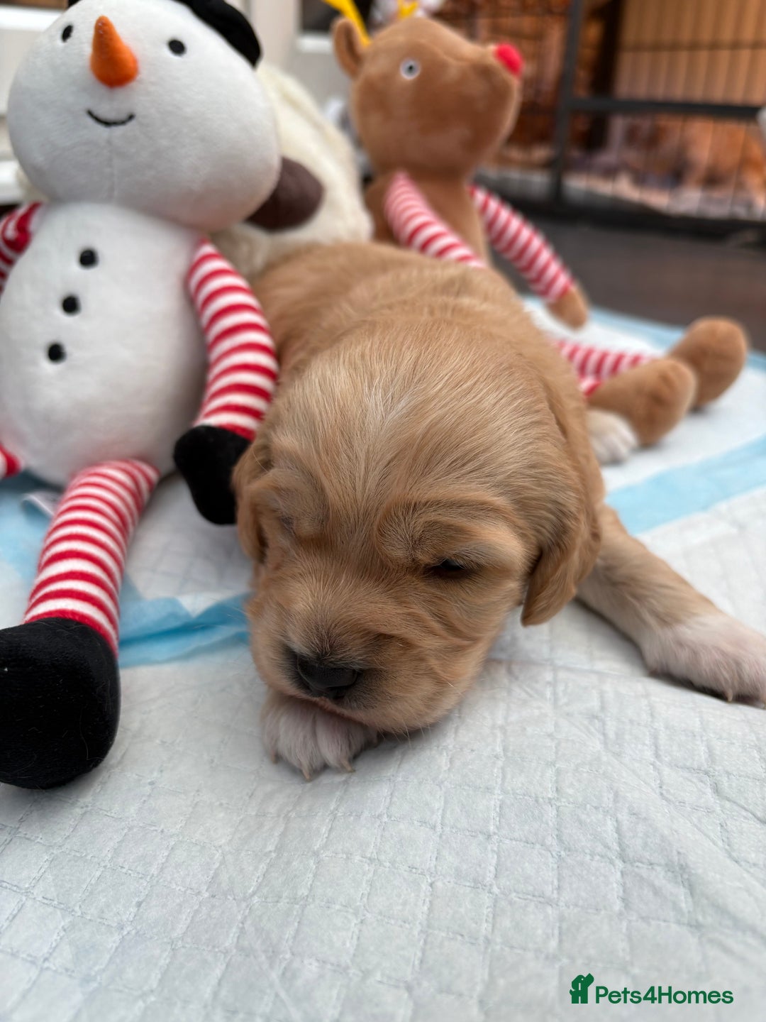 Cockapoo dogs for sale: Cockapoo puppies  - Image 1