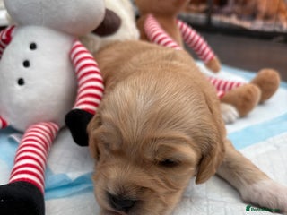 Cockapoo dogs - Advert 2