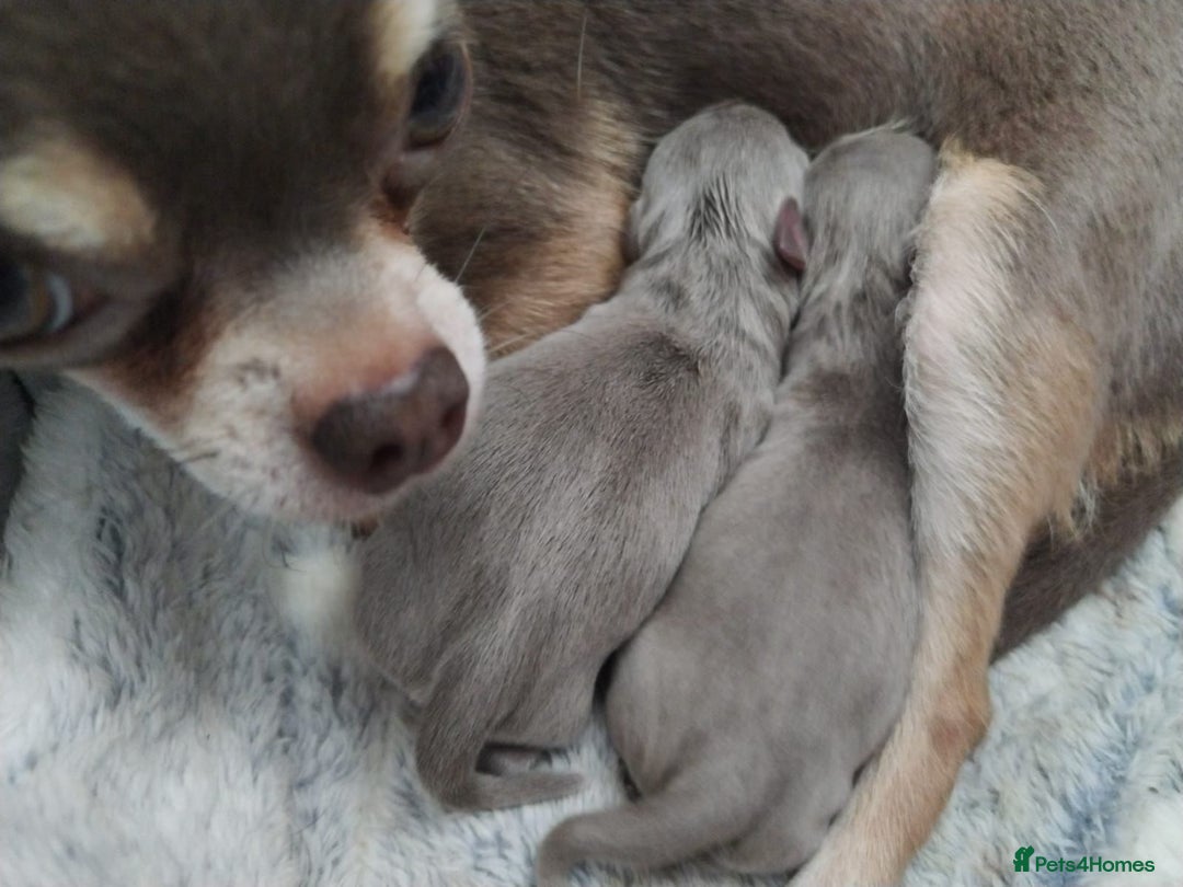 Chihuahua dogs for stud: Kc reg Lilac short coat for stud  in Bedford - Advert 10