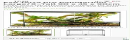 Chameleon reptiles for sale: 7 month old panther chameleon  - Advert 5
