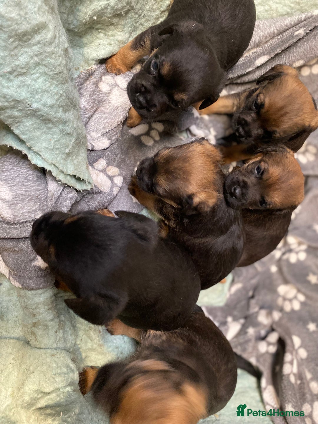 Border Terrier dogs for sale: KCReg Border Terrier pups for sale - Advert 4