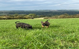 Mixed Breed dogs for sale: Bull herder puppies - Image 2
