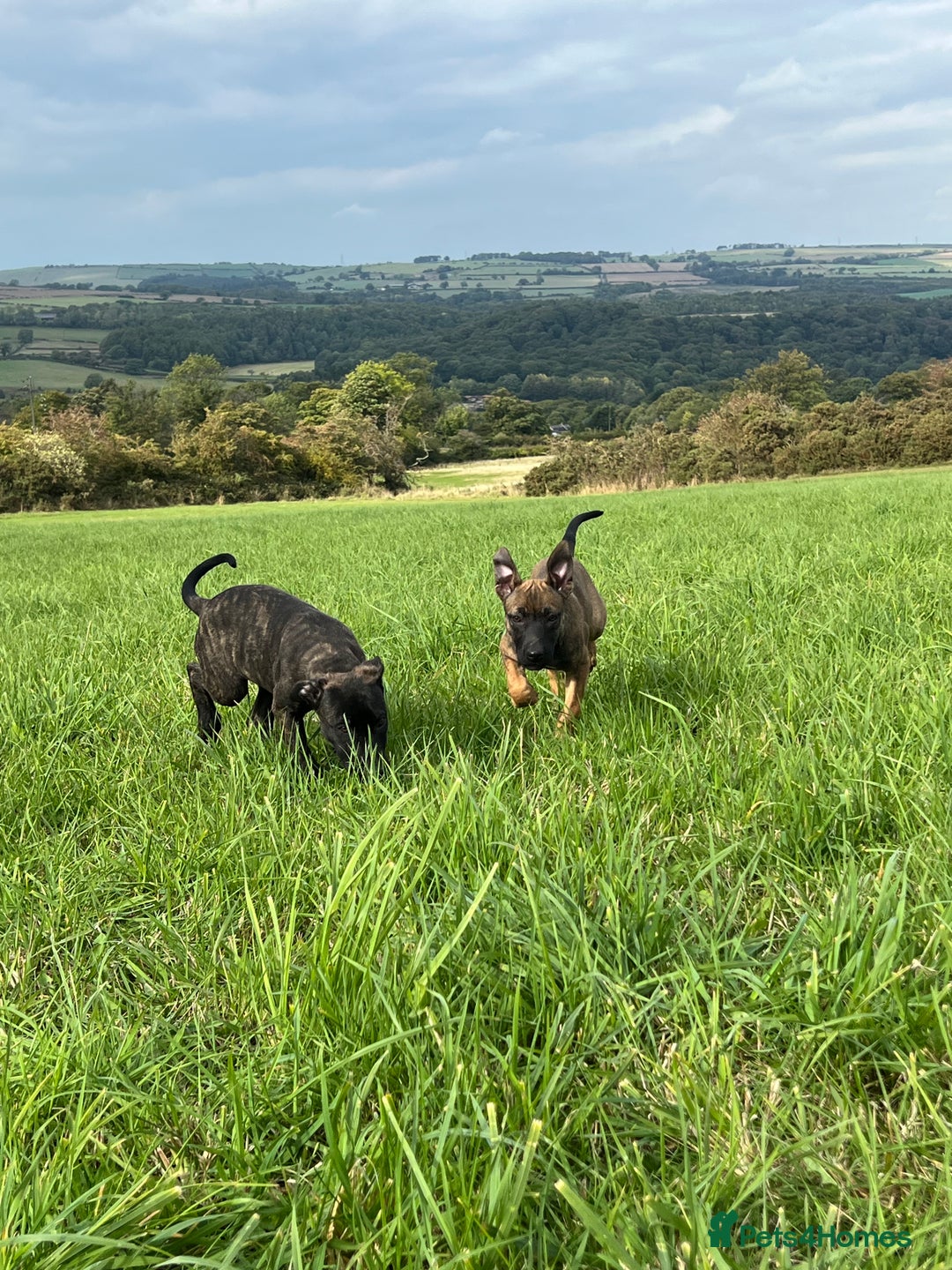 Mixed Breed dogs for sale: Bull herder puppies - Image 2