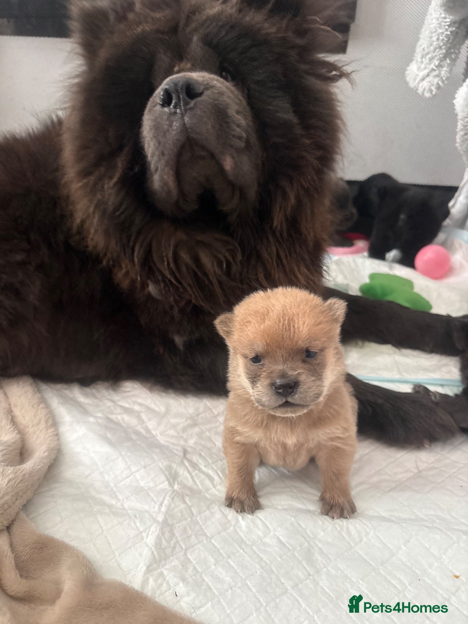 Chow Chow dogs Chow chow puppies 🩷🩷🩷💙🩷🩷🩷 - Advert 3