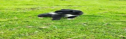 Border Collie dogs for sale: Specialist Bred Border Collie Pups Merle - Advert 18