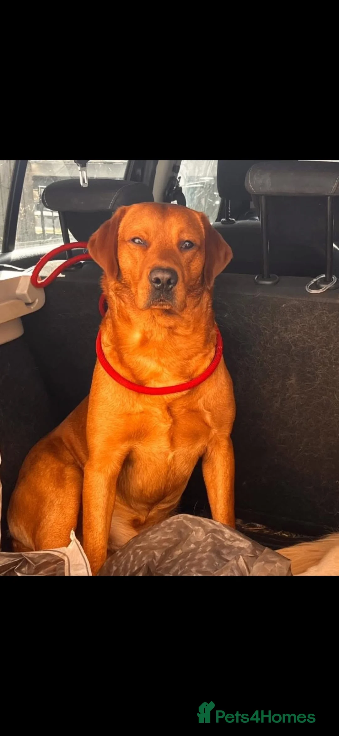 Labrador Retriever dogs for stud: Fox red Labrador  in Newcastle upon Tyne - Advert 1