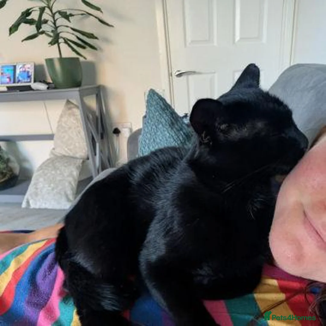 Mixed Breed cats for adoption: JET.. - Advert 4