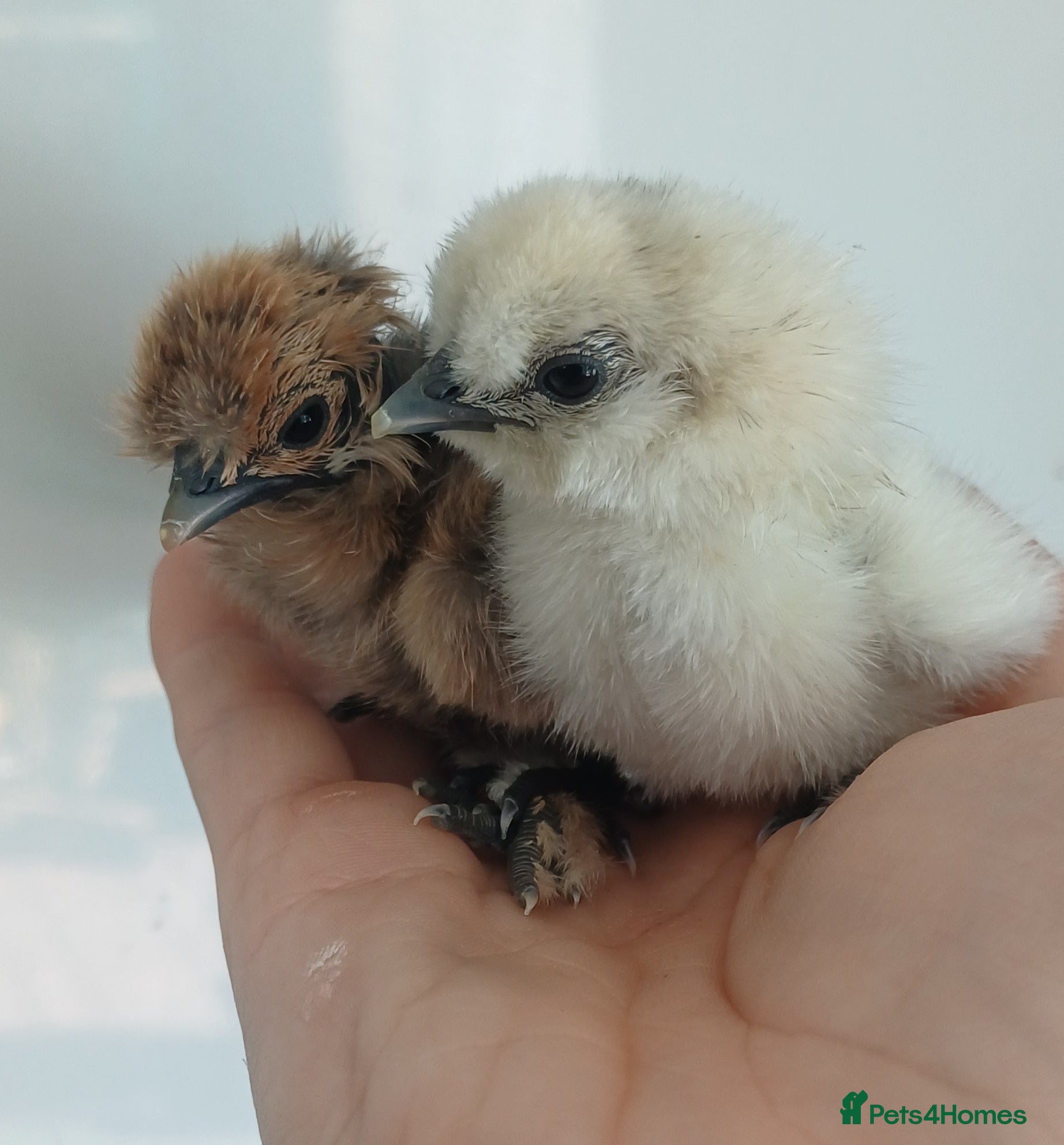 Chickens poultry Silkie chicks, hatching eggs & cockerels available - Advert 11