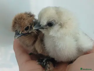 Chickens poultry Silkie chicks, hatching eggs & cockerels available - Advert 11