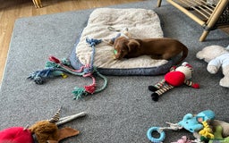 Miniature Dachshund dogs for sale: 1 handsome boy available  in Ely - Image 10