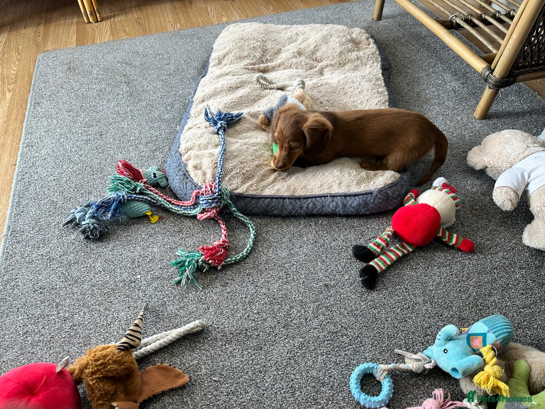 Miniature Dachshund dogs for sale: 1 handsome boy available  in Ely - Image 10