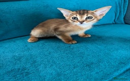 Abyssinian cats for sale: Last Pedigree abbysinian girl left! - Image 22