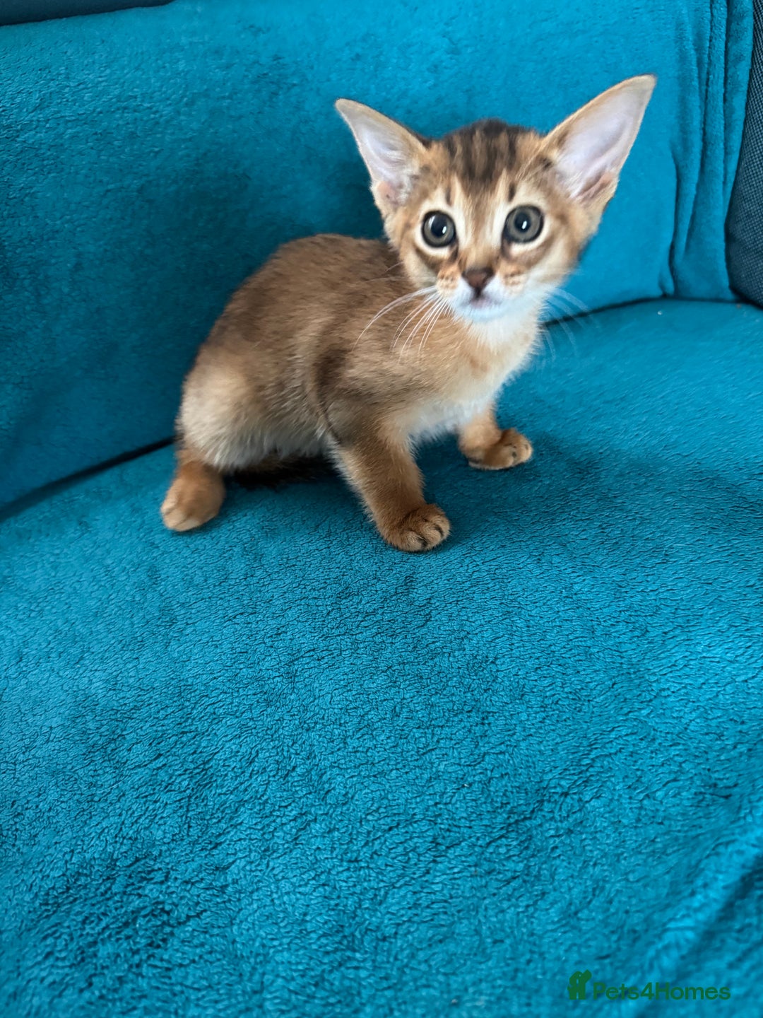 Abyssinian cats for sale: Last Pedigree abbysinian girl left! - Image 22