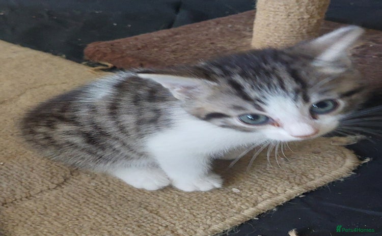 Mixed Breed cats White and tabby girl ready to go Now - Advert 1