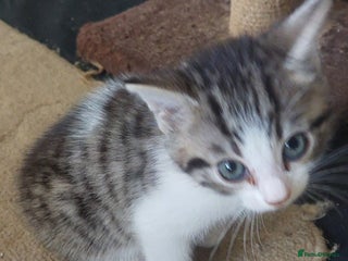 Mixed Breed cats White and tabby girl ready to go Now - Advert 15