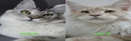 Maine Coon cats for sale: 🌟TICA🌟 reg pure maine coons - Advert 30