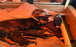 Dobermann dogs for sale: 2 gorgeous boys ready for new forever homes - Image 4