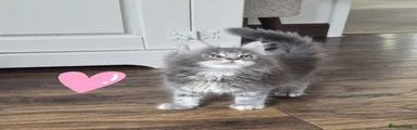 Maine Coon 4