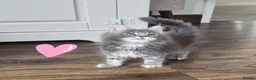 Maine Coon cats for sale: Gorgeous mainecoon babies  - Advert 7