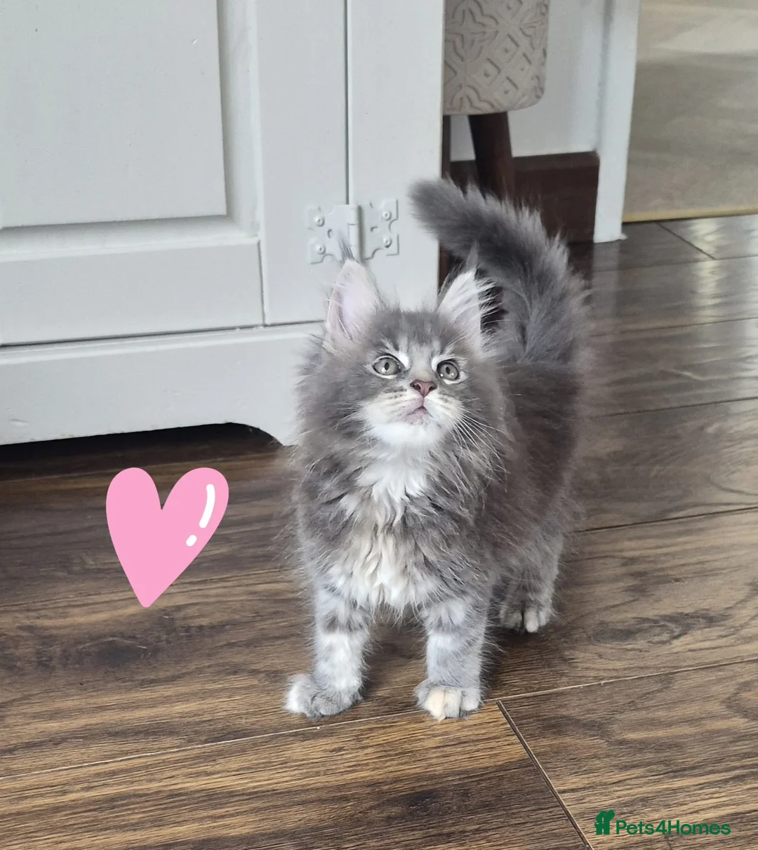 Maine Coon cats for sale: Gorgeous mainecoon babies  - Advert 7
