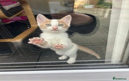 Mixed Breed cats for sale: White and ginger kitten for adoption - Image 5